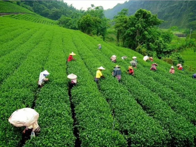  Darjeeling, West Bengal