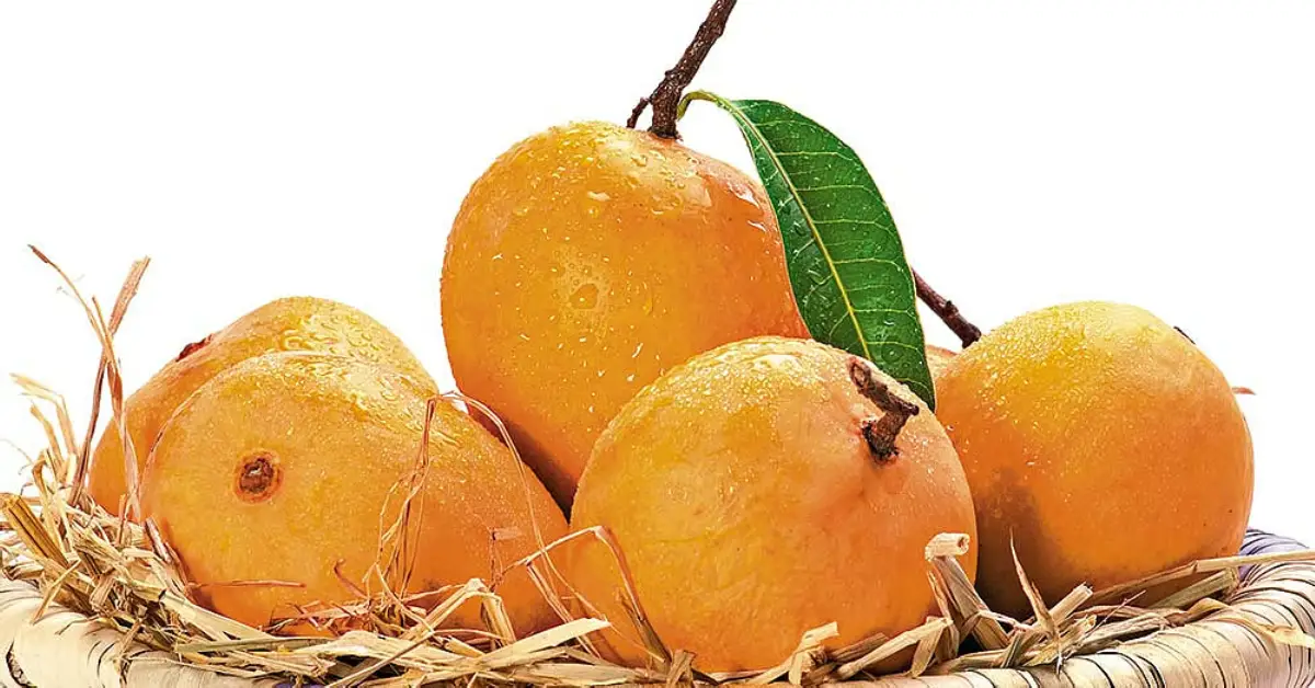 Alphonso Mango